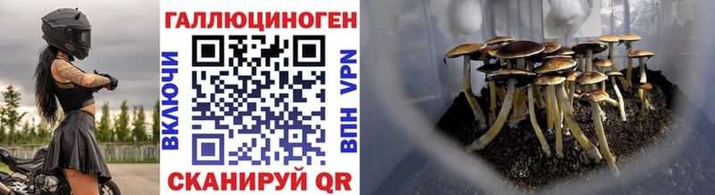 закладки дарк нет Telegram Галлюциногенные грибы Psilocybe Белокуриха